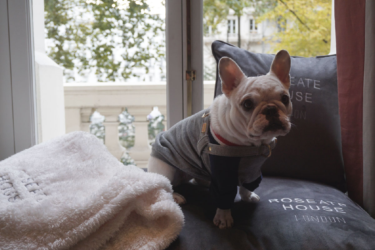 Pet friendly Hotel